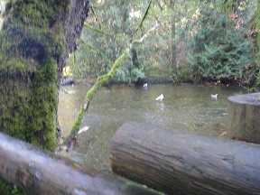 Gulls scavenging salmon